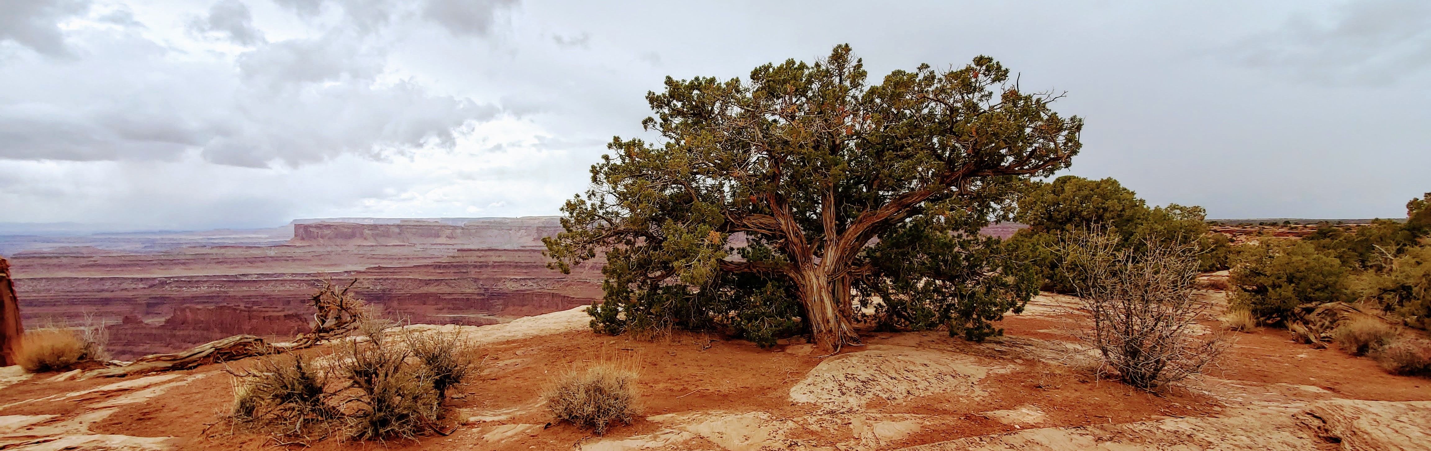 a juniper tree on a cliff of red-colored earth surrounded by smaller junipers and other shrubs. In the background are other cliffs and a cloudy sky. This photo was taken by Ronan Hart at Dead Horse Point, Utah on 2021-03-26.