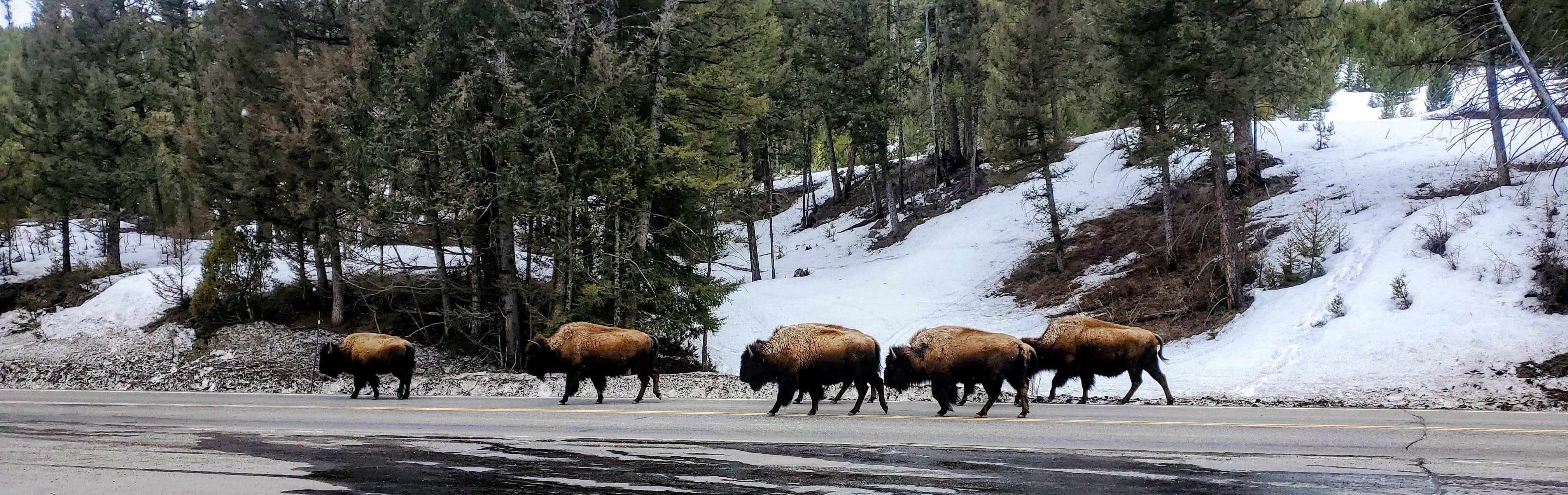 Five bison walking on a road, the smallest is in front. In the background are conifer trees. The ground has snow that is beginning to melt. This photo was taken by Ronan Hart in Yellowstone near Gardiner, Montana on 2023-04-24.