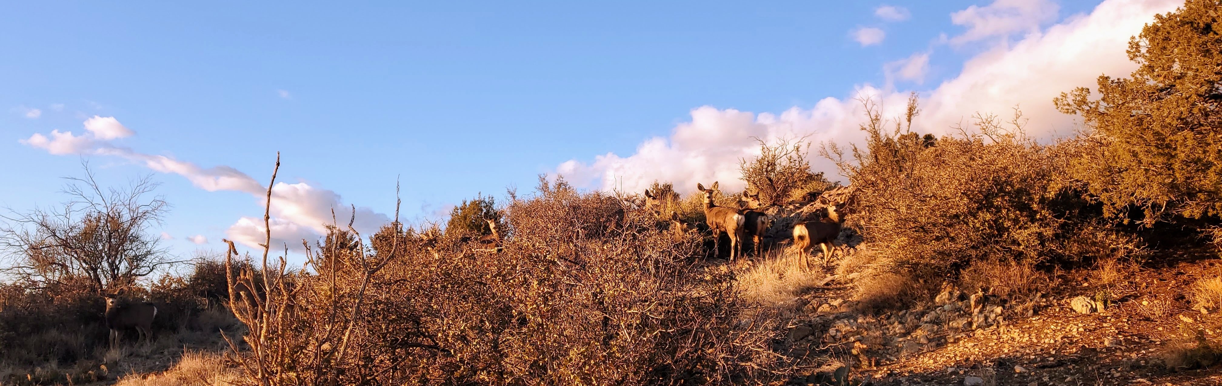 A family of 8 mule deer in the shrubland. Many of them are looking at the photographer. This photo was taken by Ronan Hart in the Sandia Mountain foothills outside Albuquerque, NM on 2024-02-03.