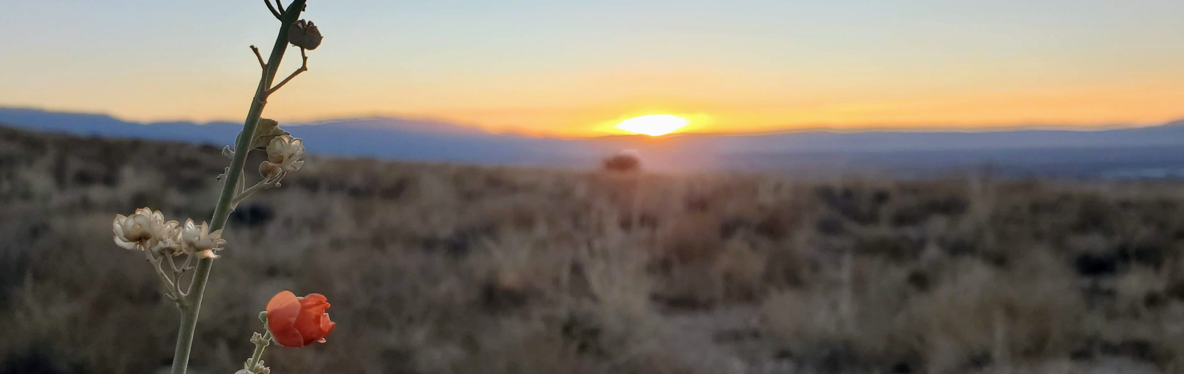 A desert flower in focus in the foreground with the background of desert shrubs, mountains, and a setting sun out of focus. This photo was taken by Ronan Hart outside of Albuquerque, New Mexico on 2024-11-01.